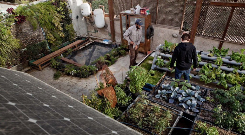 Sustainable vegetable gardens green Cairo’s rooftops | The Switchers