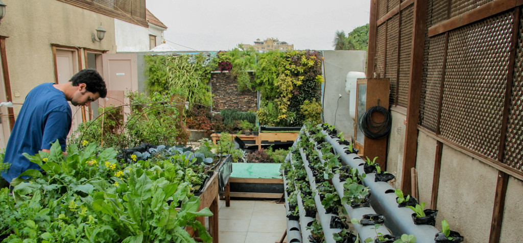 Sustainable vegetable gardens green Cairo’s rooftops | The Switchers