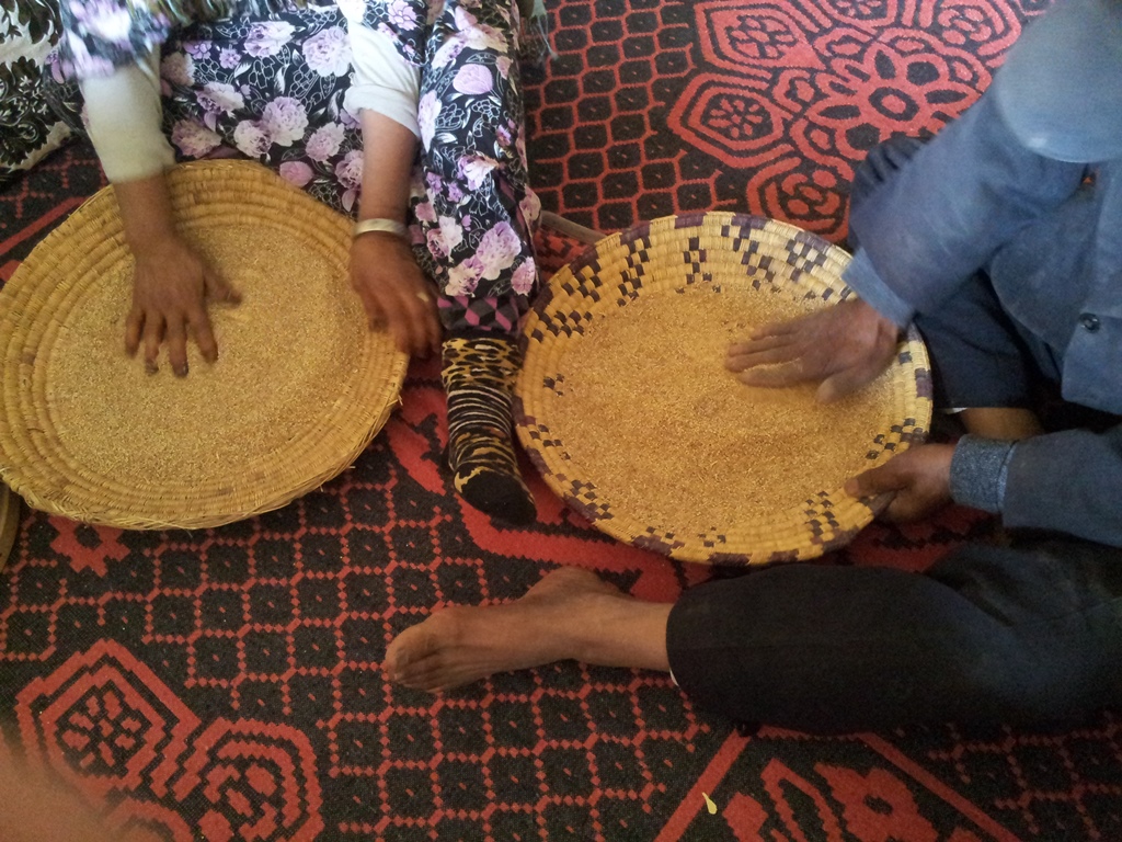 The production of quinoa, a nutritious and sustainable crop native to the Andes, crosses the ocean and settles in Morocco. | The Switchers