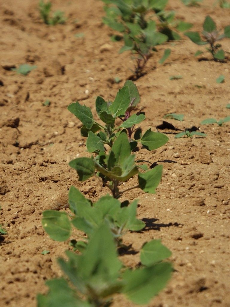 The production of quinoa, a nutritious and sustainable crop native to the Andes, crosses the ocean and settles in Morocco. | The Switchers