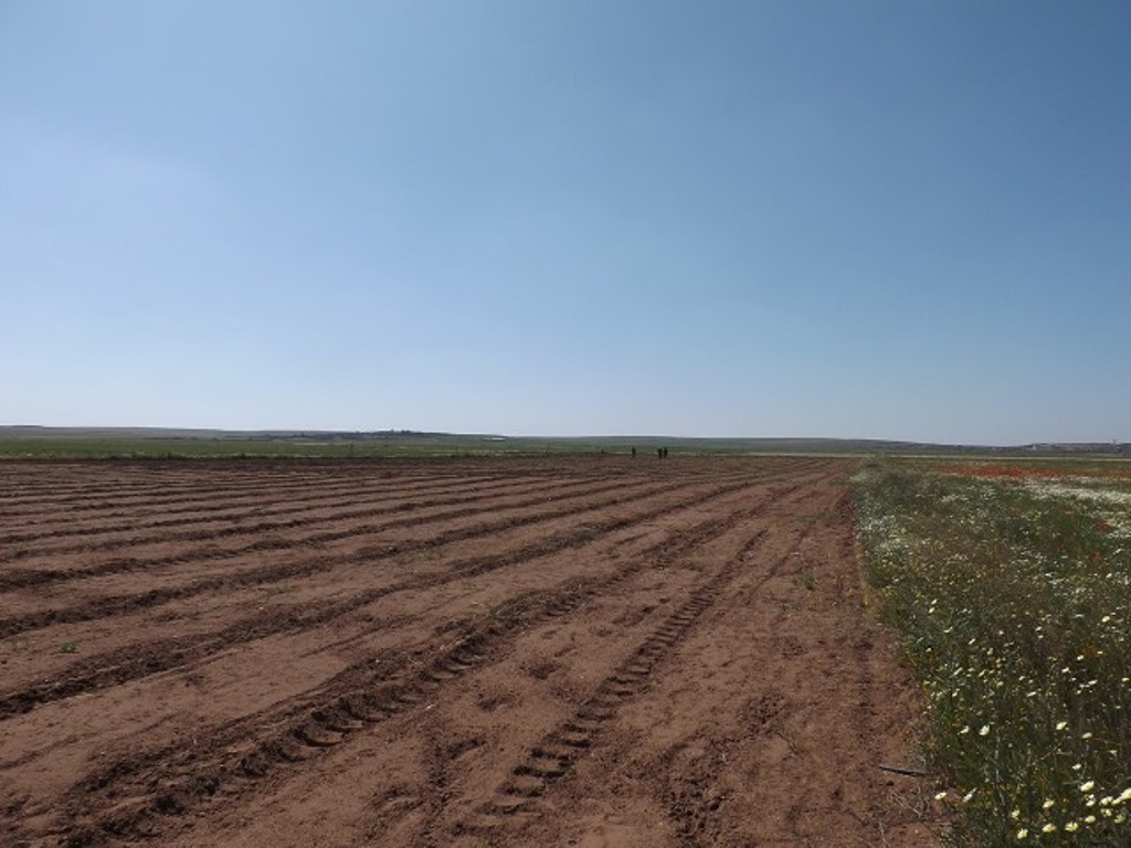 The production of quinoa, a nutritious and sustainable crop native to the Andes, crosses the ocean and settles in Morocco. | The Switchers