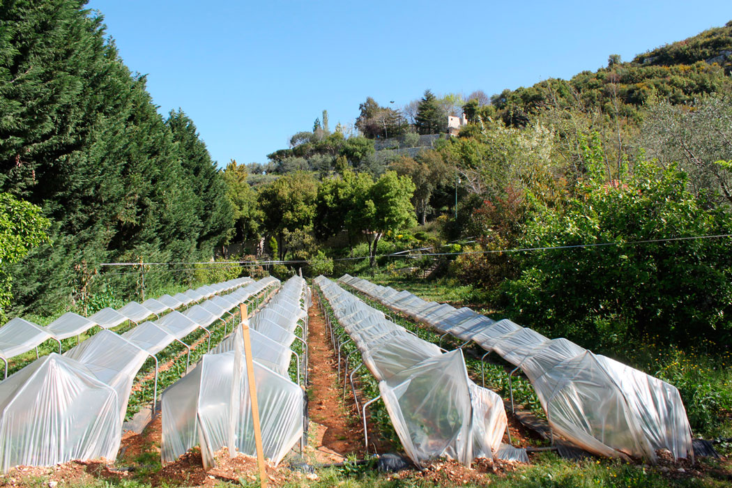 The brand that became a reference to organic farming in Lebanon | The Switchers