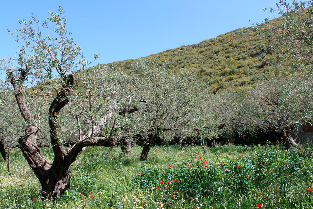 The brand that became a reference to organic farming in Lebanon | The Switchers