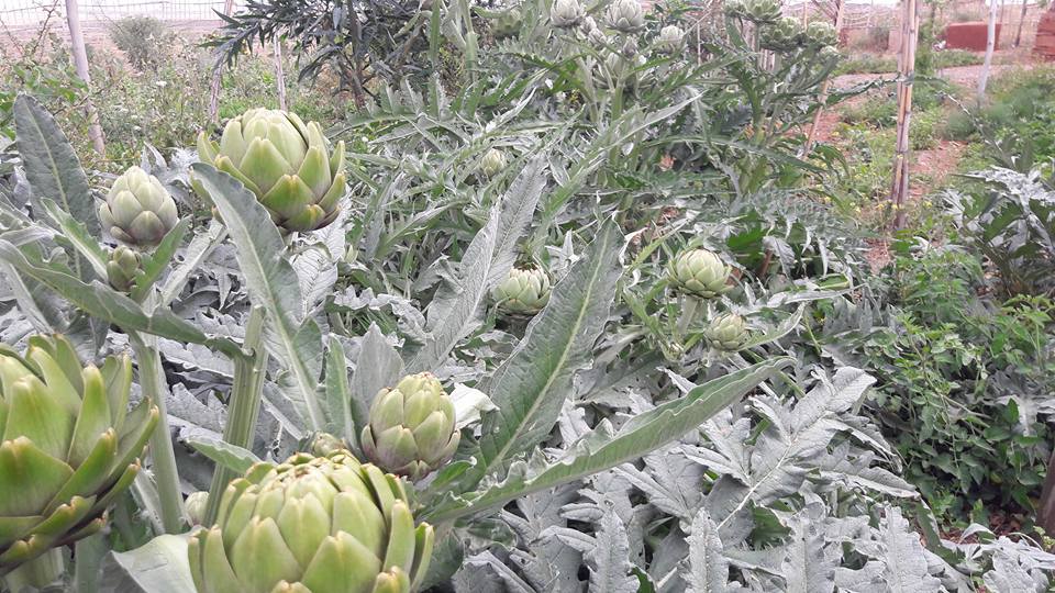 Combining Agroecology and Pedagogy in Morocco | The Switchers