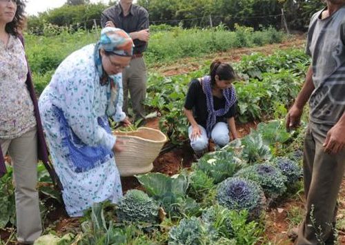 Combining Agroecology and Pedagogy in Morocco | The Switchers