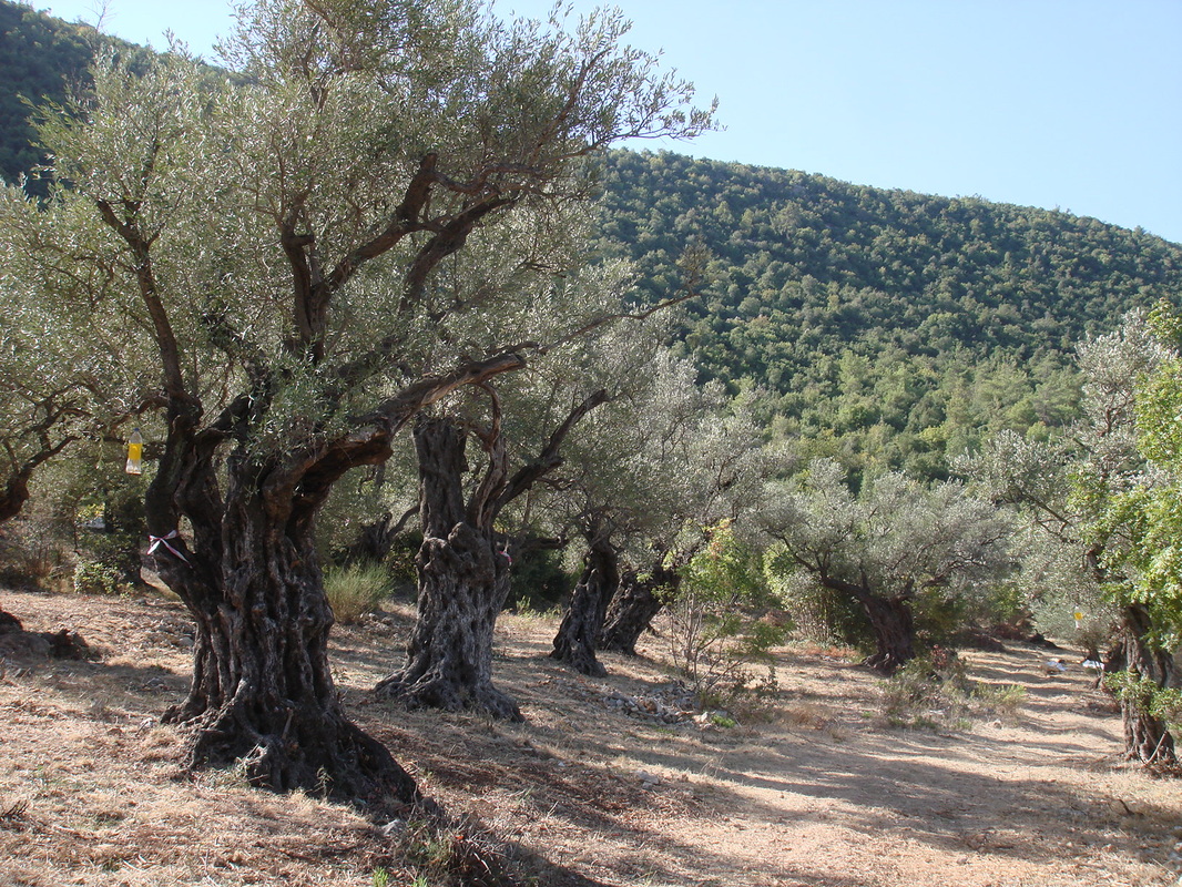 Can ancient farms be the key to a healthy future? | The Switchers