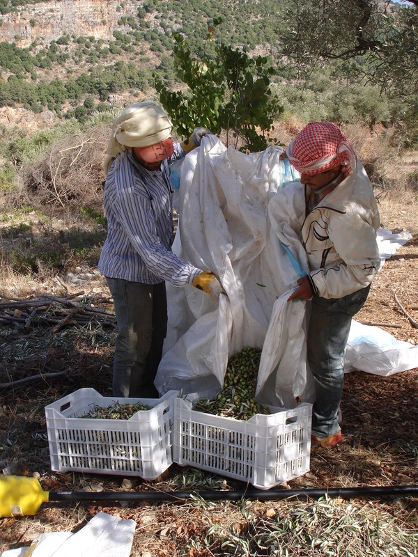 Can ancient farms be the key to a healthy future? | The Switchers