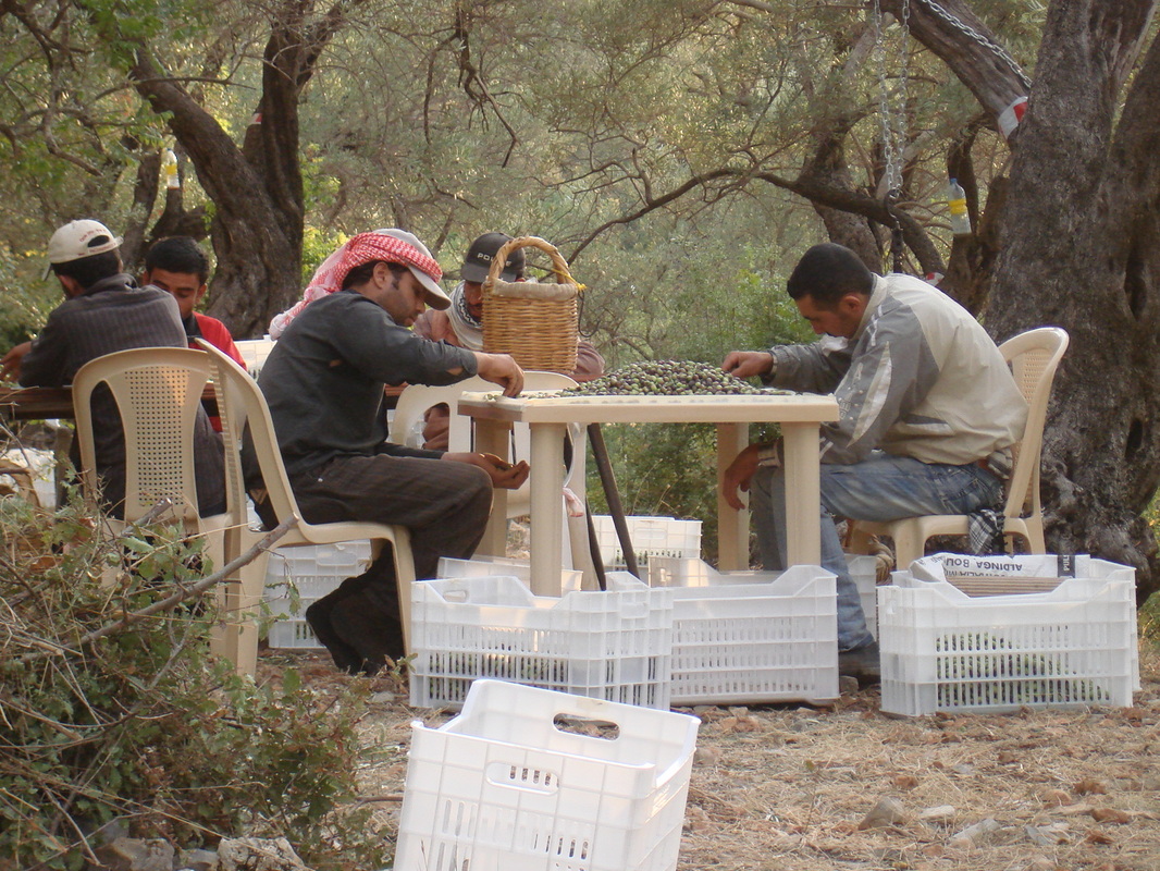 Can ancient farms be the key to a healthy future? | The Switchers