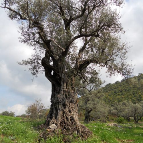 Can ancient farms be the key to a healthy future? | The Switchers