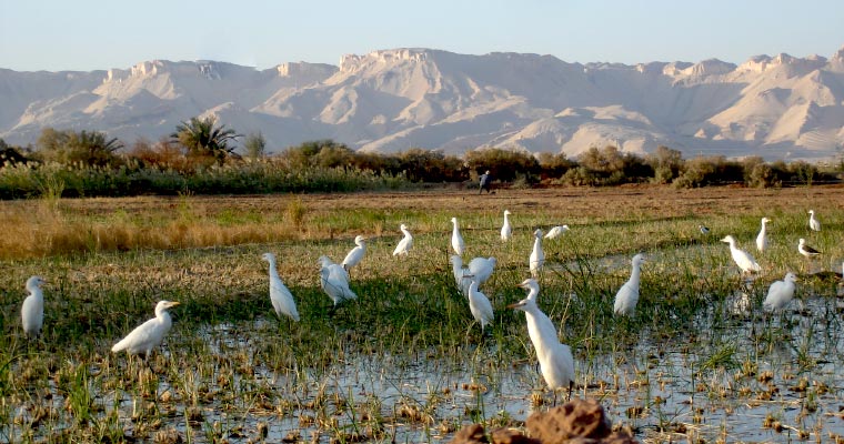 An ecological hotel in the preserved oasis of Dakhla | The Switchers