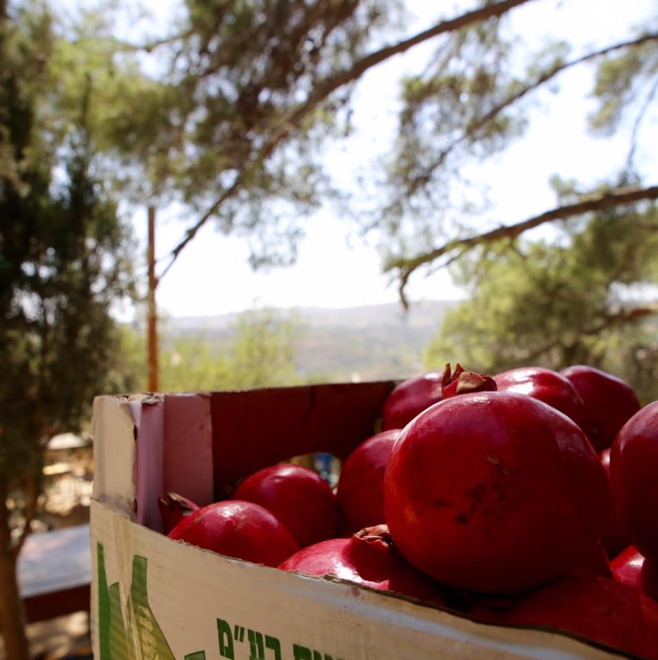 An Organic Farm-to-Table Cuisine on a hillside near Bethlehem | The Switchers