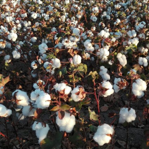 A story of no ordinary cotton sweeps Spain’s conventional textile industry | The Switchers