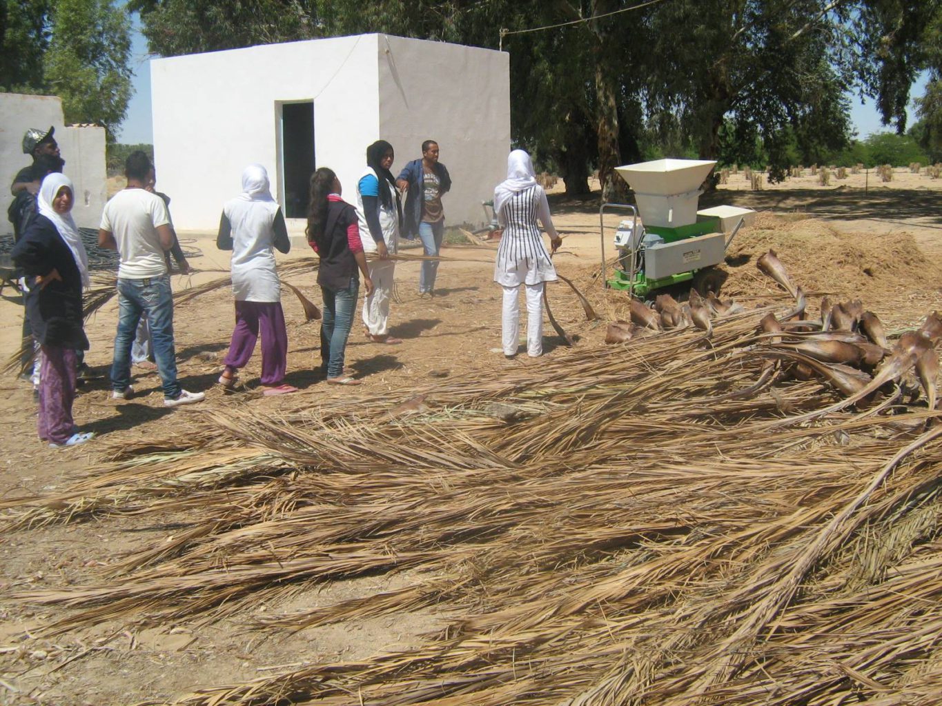 A new venture is turning palm tree waste into fertilizers | The Switchers