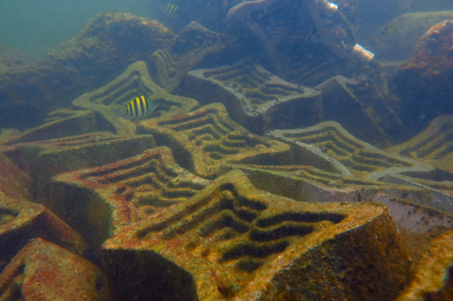 Une initiative israélienne a des solutions en béton pour le littoral meurtri | The Switchers