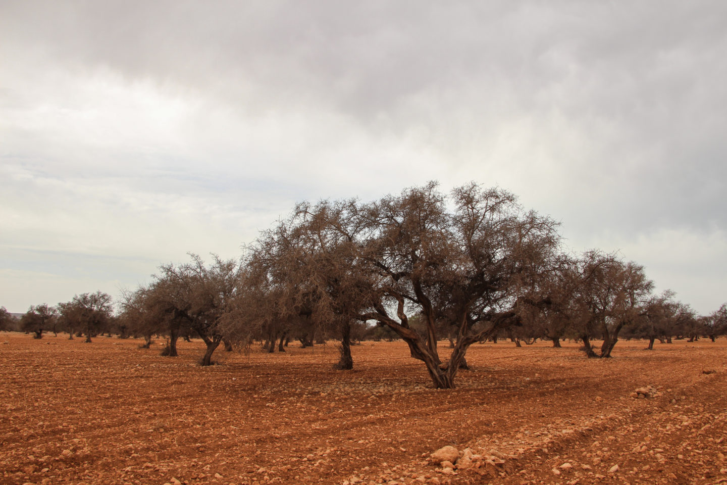 Take a walkabout in the Moroccan countryside with Essaouira’s only ecotourism company | The Switchers