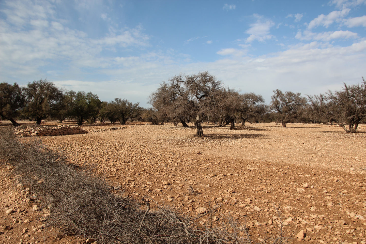 Promenez vous dans la campagne marocaine avec l’unique entreprise d’écotourisme d’Essaouira | The Switchers