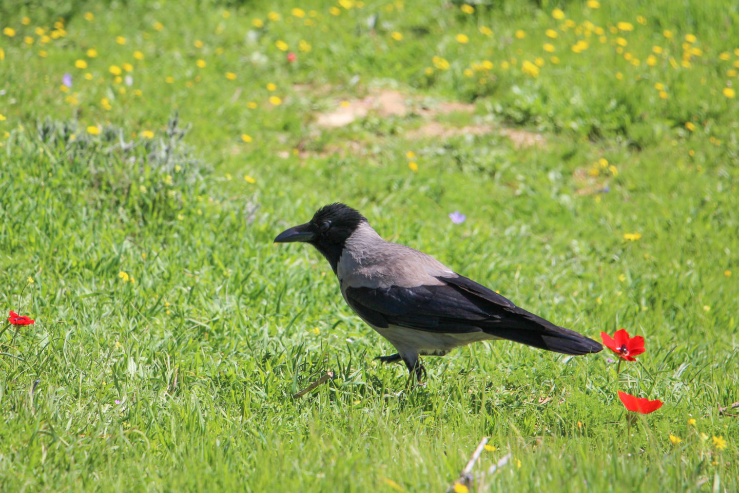 In urban wildlife sites, nature and people learn to coexist in a city setting | The Switchers