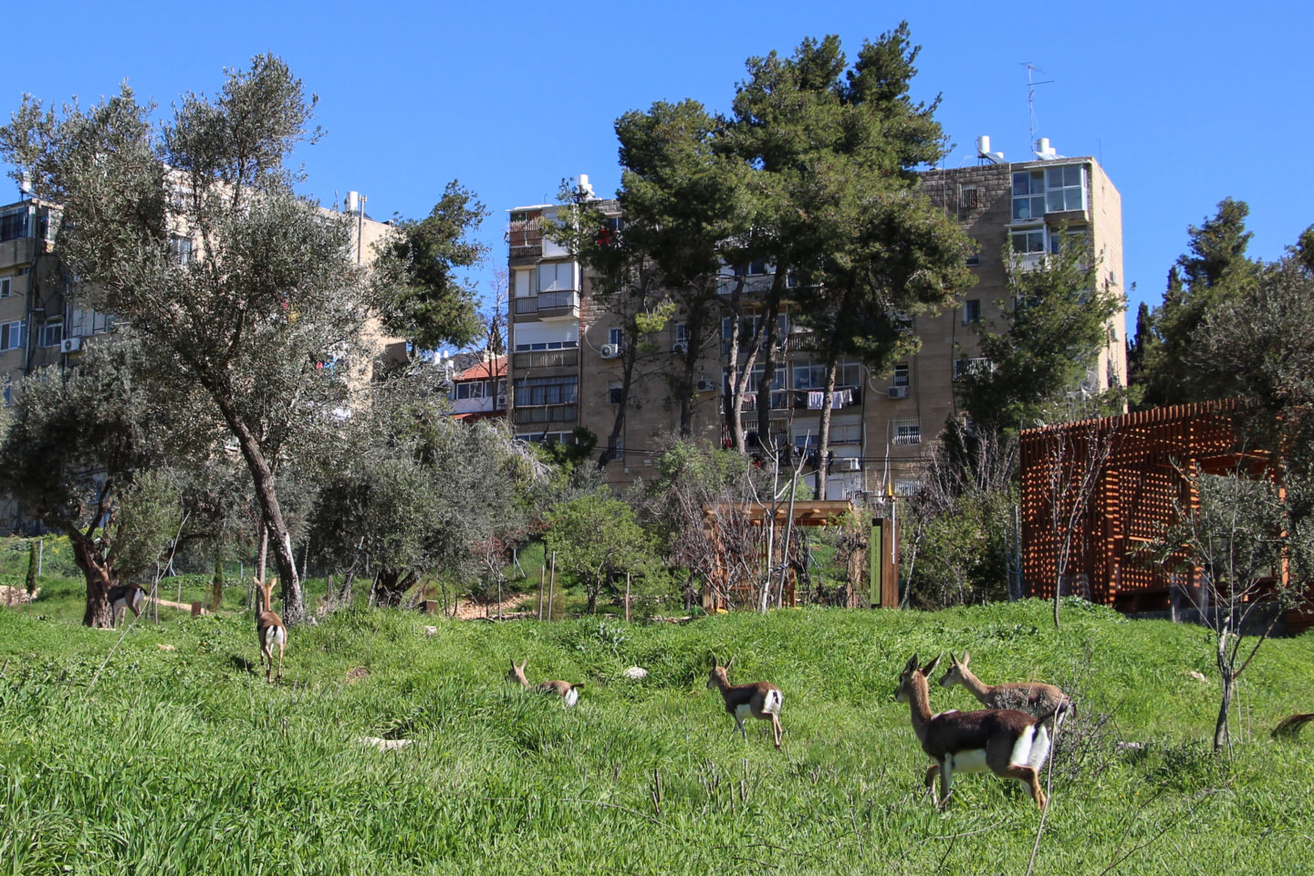 In urban wildlife sites, nature and people learn to coexist in a city setting | The Switchers