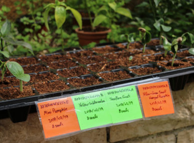 Aquaponics allows more water demanding plants, such as melons, to again grow in Palestine