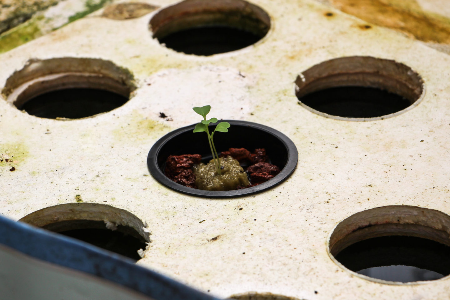 Overcoming Palestine’s environmental and political challenges with aquaponics | The Switchers