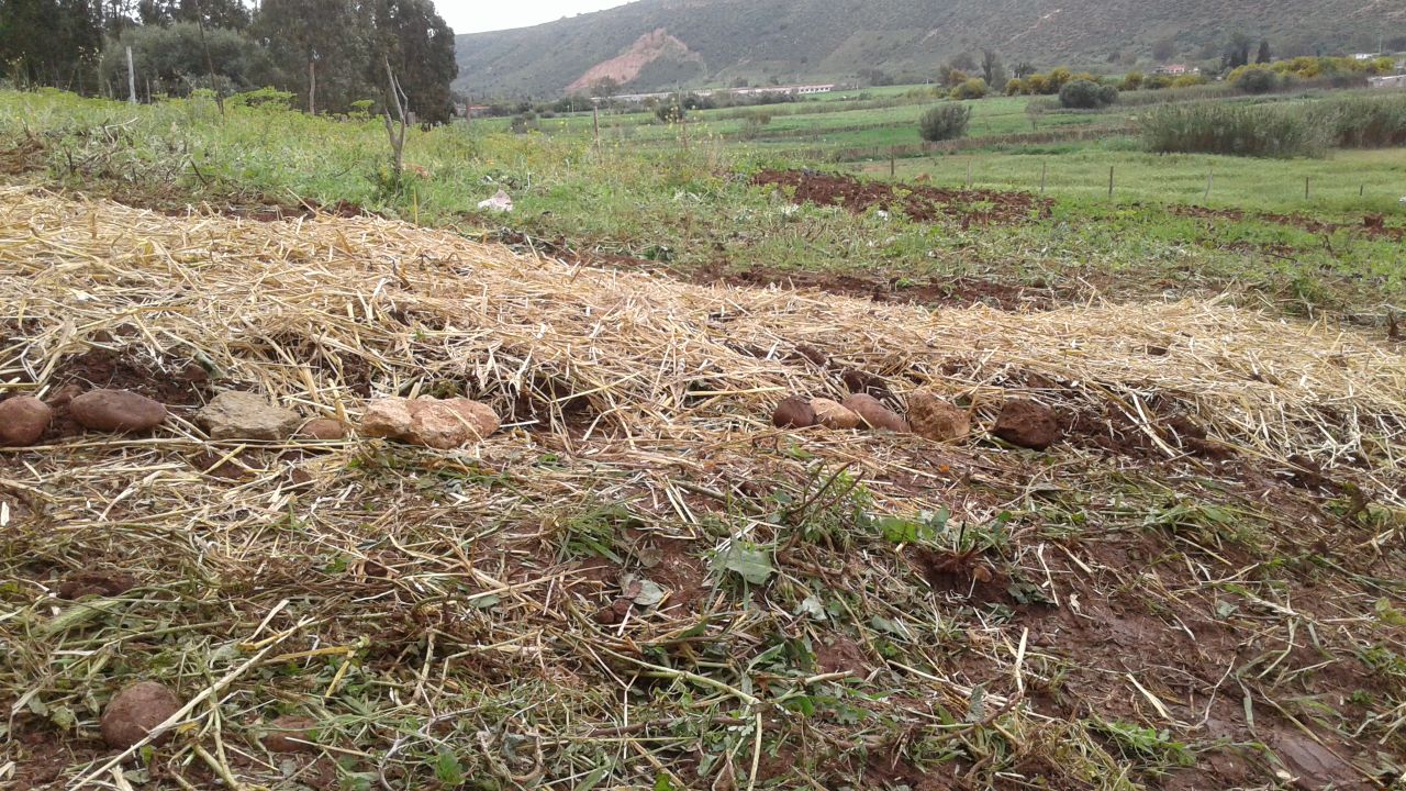 This Moroccan initiative wants to turn swathes of unusable lands to arable soil | The Switchers