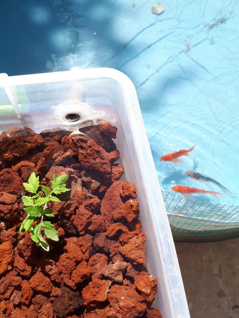 Overcoming Palestine’s environmental and political challenges with aquaponics | The Switchers