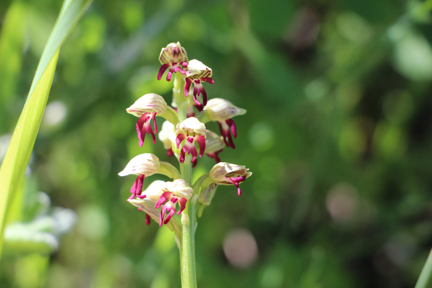 In urban wildlife sites, nature and people learn to coexist in a city setting | The Switchers