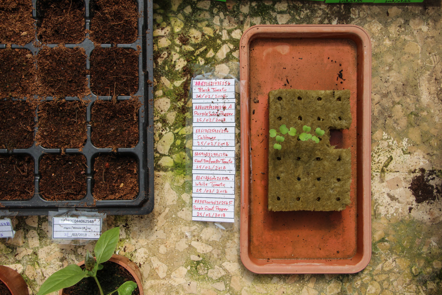 Overcoming Palestine’s environmental and political challenges with aquaponics | The Switchers