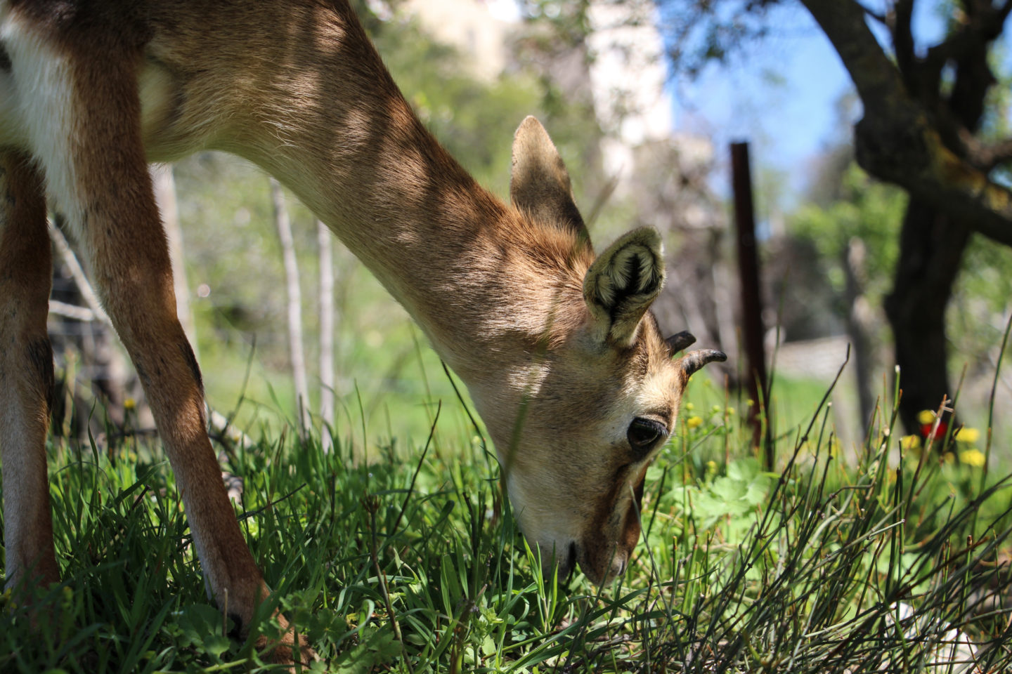 In urban wildlife sites, nature and people learn to coexist in a city setting | The Switchers