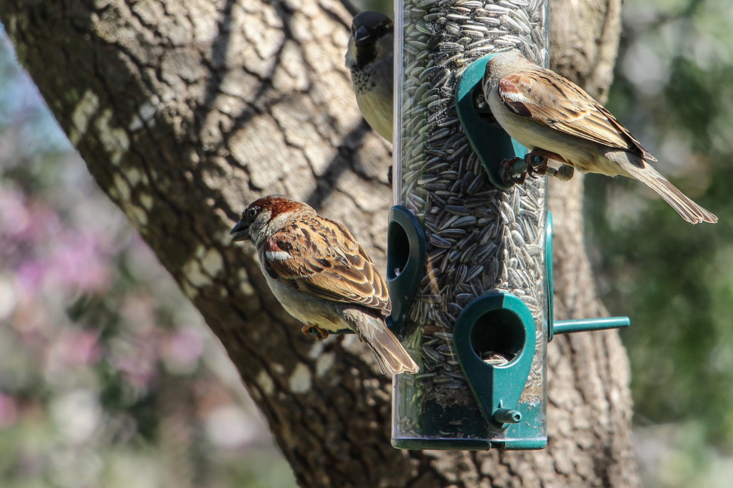 In urban wildlife sites, nature and people learn to coexist in a city setting | The Switchers