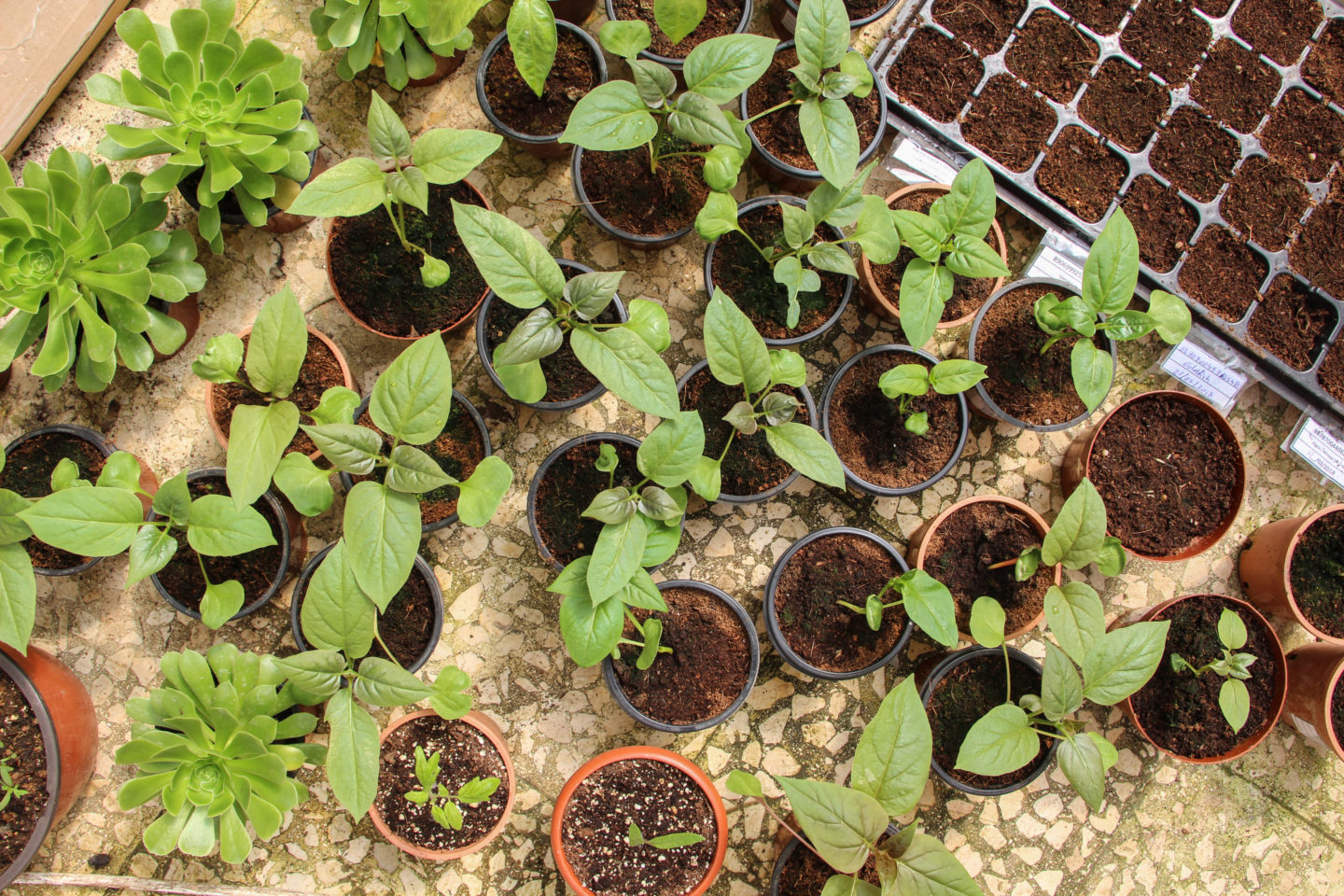 Overcoming Palestine’s environmental and political challenges with aquaponics | The Switchers