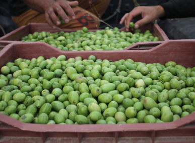 Olive produce from the Dibeen farm