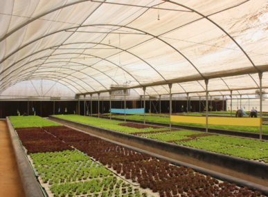 Bustan Aquaponics believes that aquaponics, the practice of harvesting fish and plants in a symbiotic way, can help to address food insecurity in Egypt.