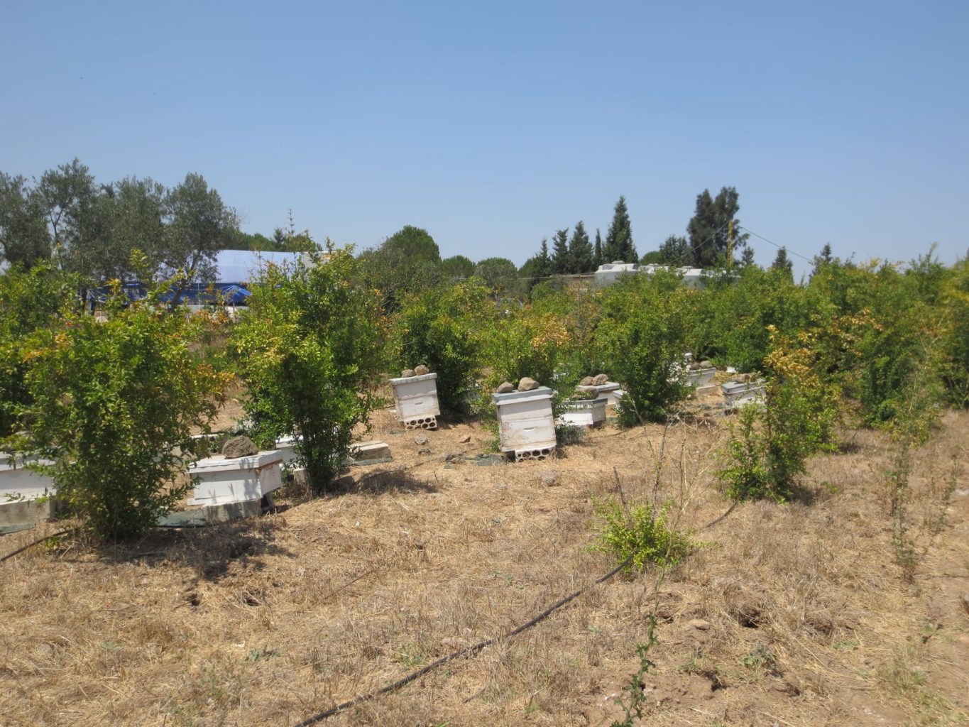 Lebanese Family Farm Blossoms into Sustainable Powerhouse | The Switchers