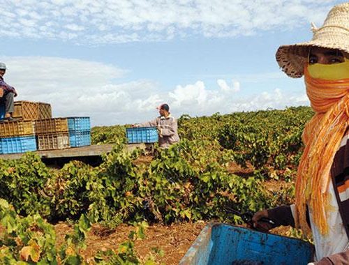 Révolutionner l’agriculture : l’engrais innovant d’ALGUNO | The Switchers