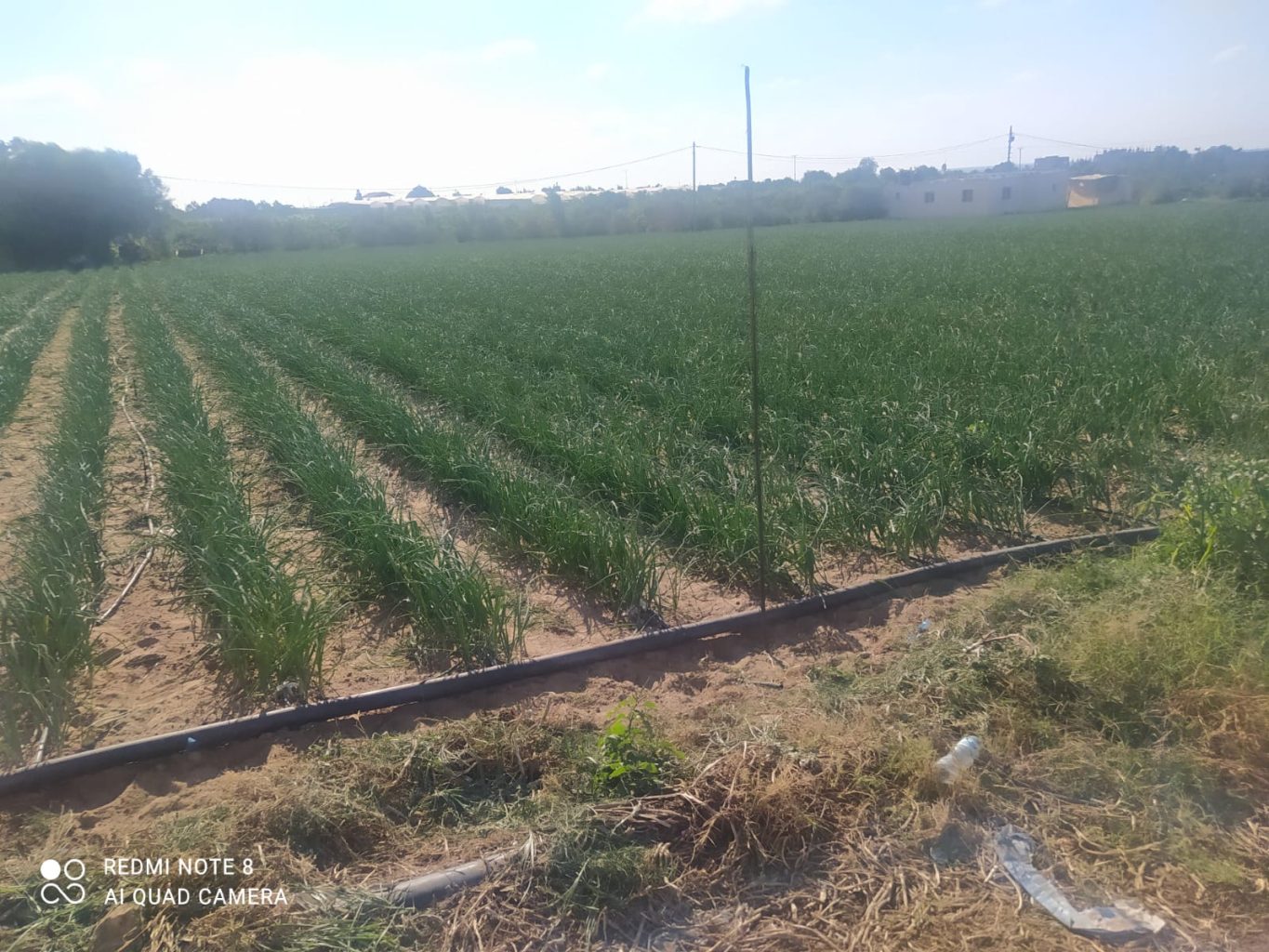 De l’eau propre pour tous » – La technologie de purification de l’eau « Blue Filters » utilise des matériaux naturels à base de plantes à Gaza | The Switchers