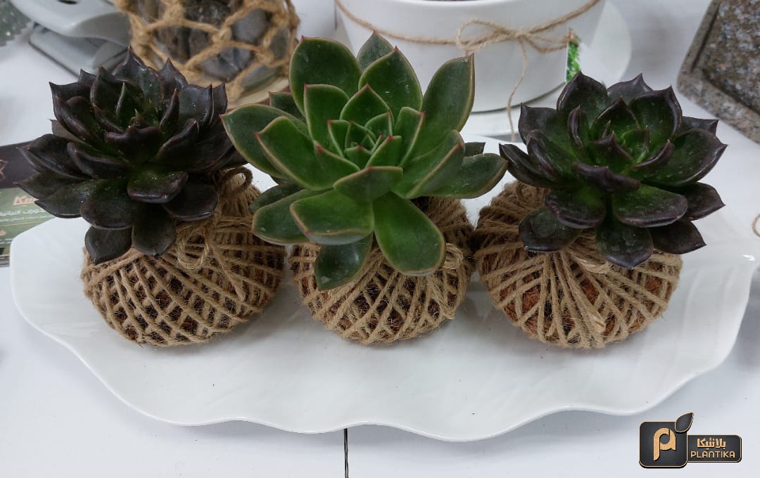 Planting hope amid war and destruction – the story of Plantika in Gaza | The Switchers