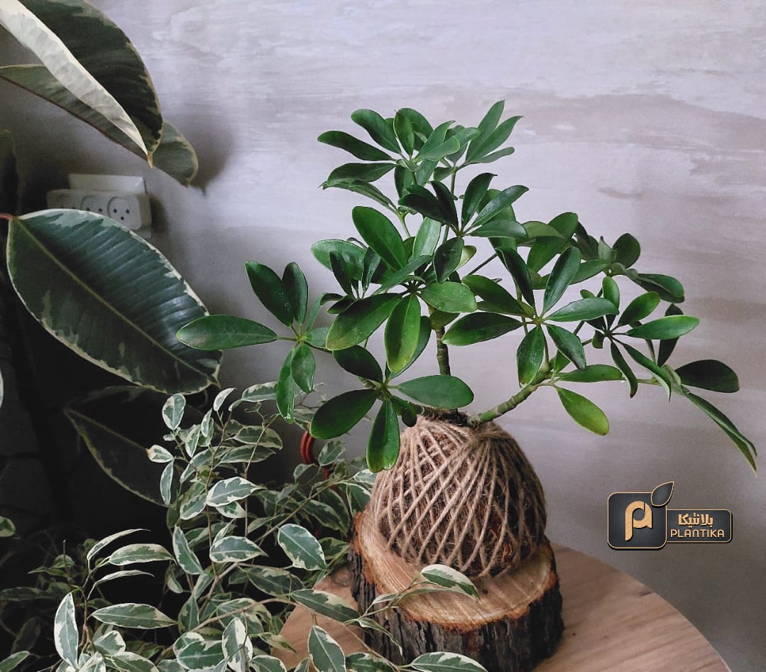 Planting hope amid war and destruction – the story of Plantika in Gaza | The Switchers