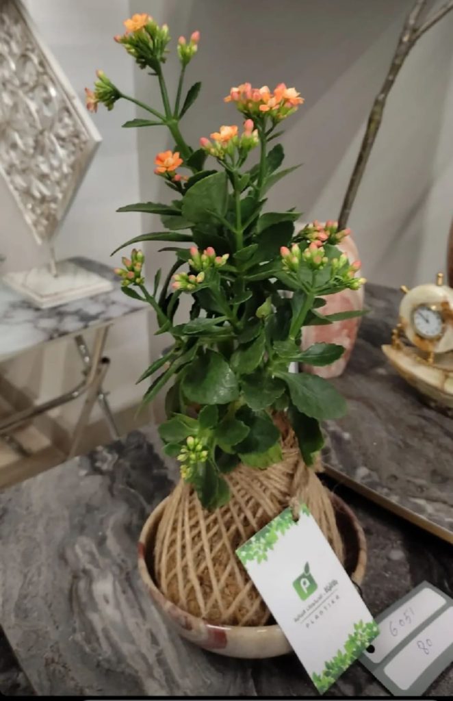 Planting hope amid war and destruction – the story of Plantika in Gaza | The Switchers