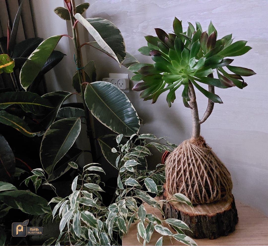 Planting hope amid war and destruction – the story of Plantika in Gaza | The Switchers