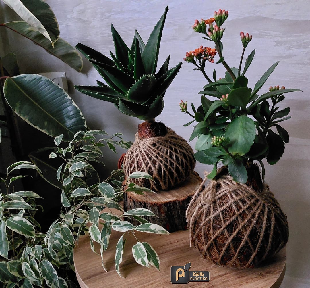 Planting hope amid war and destruction – the story of Plantika in Gaza | The Switchers