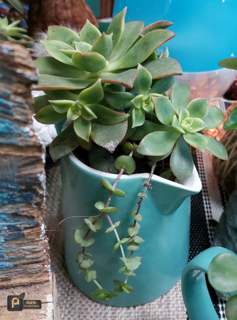 Planting hope amid war and destruction – the story of Plantika in Gaza | The Switchers