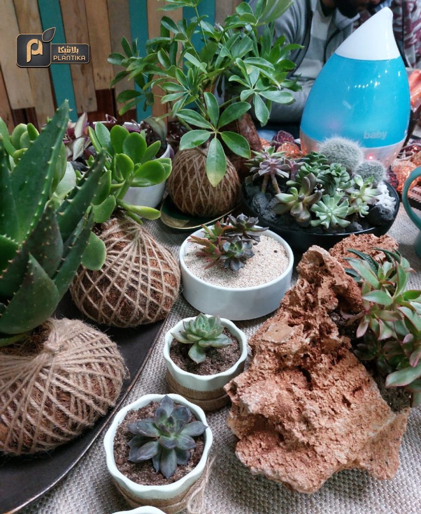 Planting hope amid war and destruction – the story of Plantika in Gaza | The Switchers