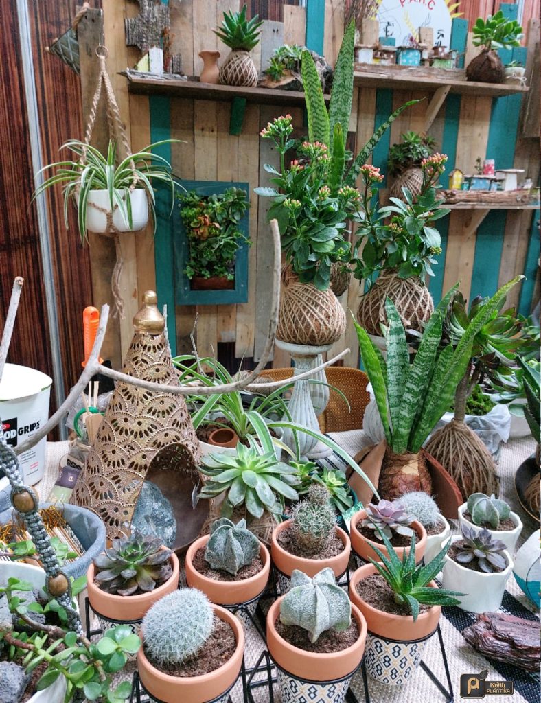 Planting hope amid war and destruction – the story of Plantika in Gaza | The Switchers