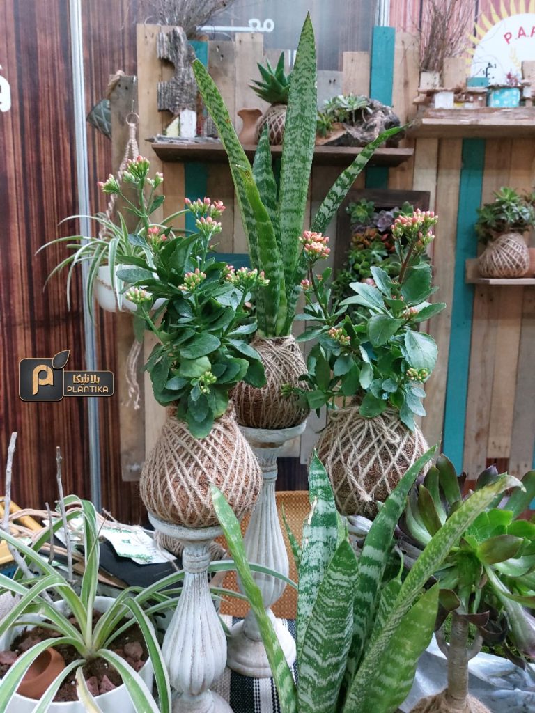 Planting hope amid war and destruction – the story of Plantika in Gaza | The Switchers