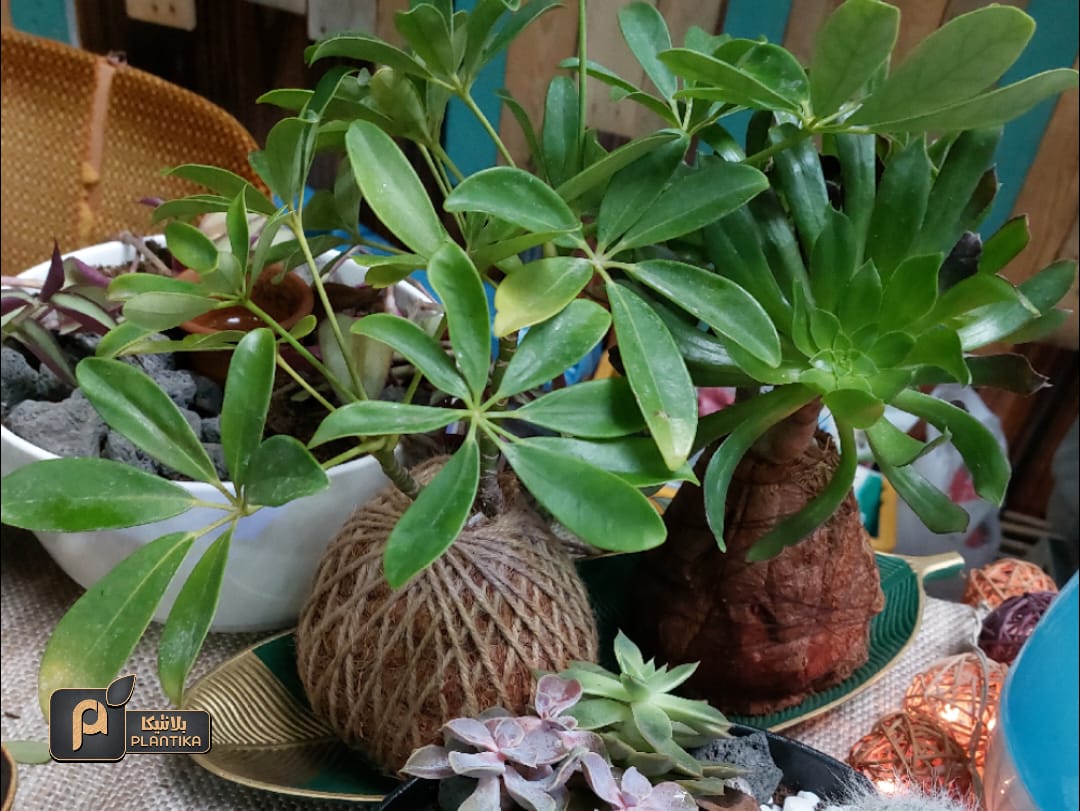 Planting hope amid war and destruction – the story of Plantika in Gaza | The Switchers