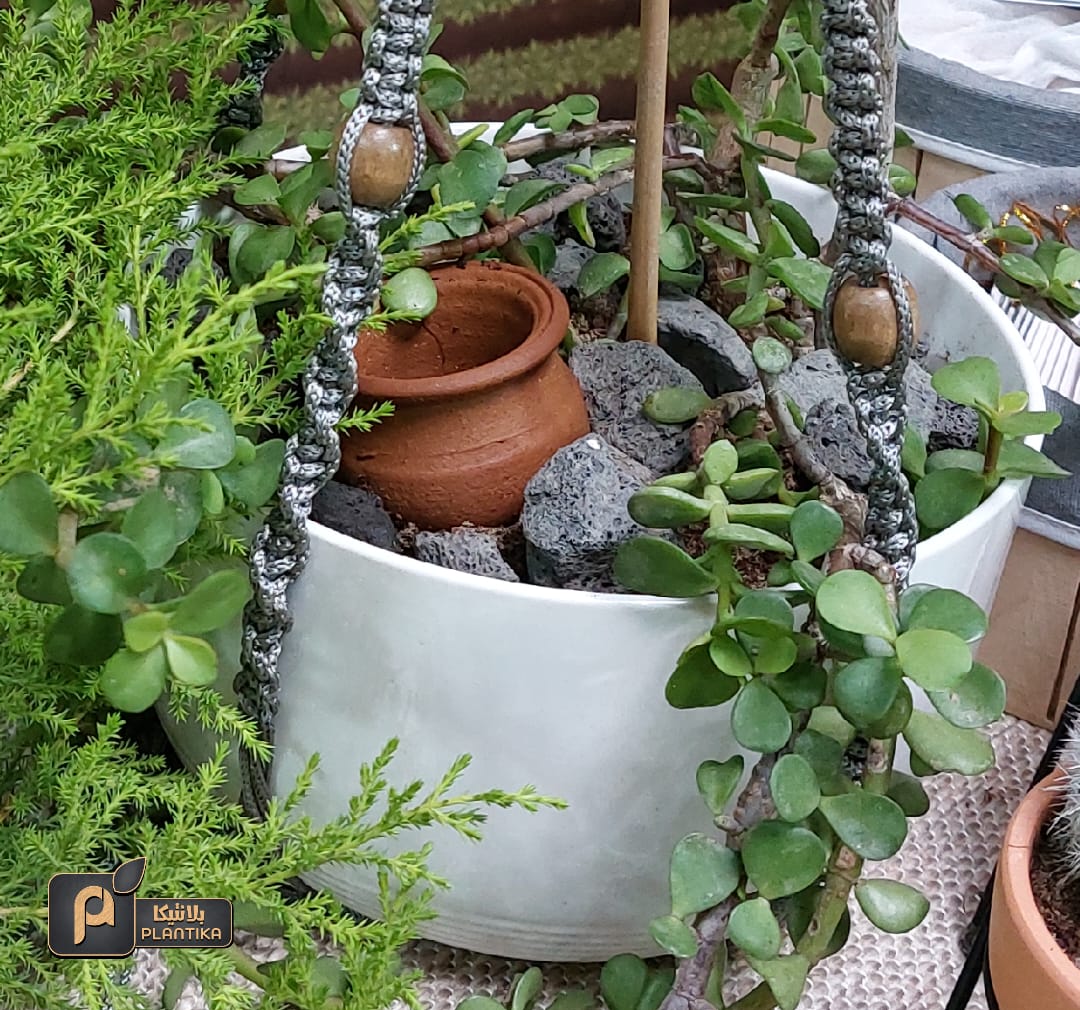 Planting hope amid war and destruction – the story of Plantika in Gaza | The Switchers