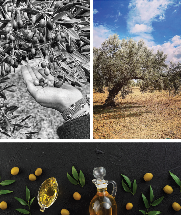 Des racines à l&rsquo;innovation : comment JemOlio allie héritage et durabilité | The Switchers