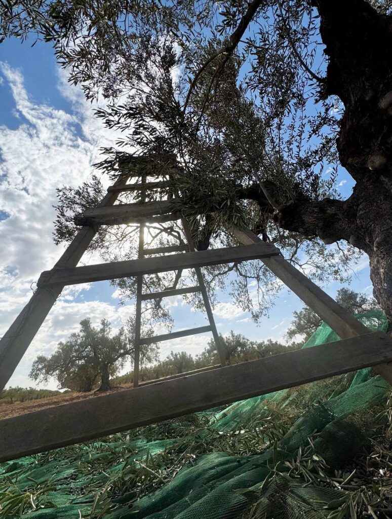 Des racines à l&rsquo;innovation : comment JemOlio allie héritage et durabilité | The Switchers